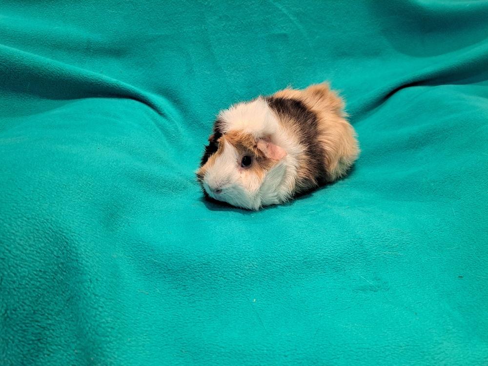 Enlarge Calypso and Zhen, a Adoptable mixed breed in South Bend, IN image 5/5