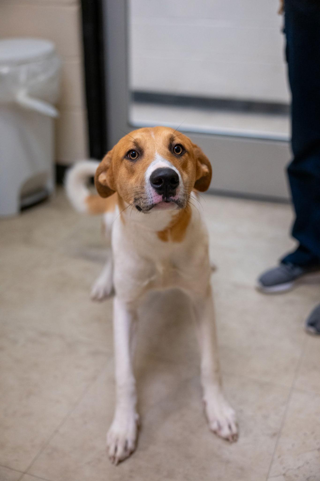 Rowan, Adoptable, Puppy Male Labrador Retriever & Husky.