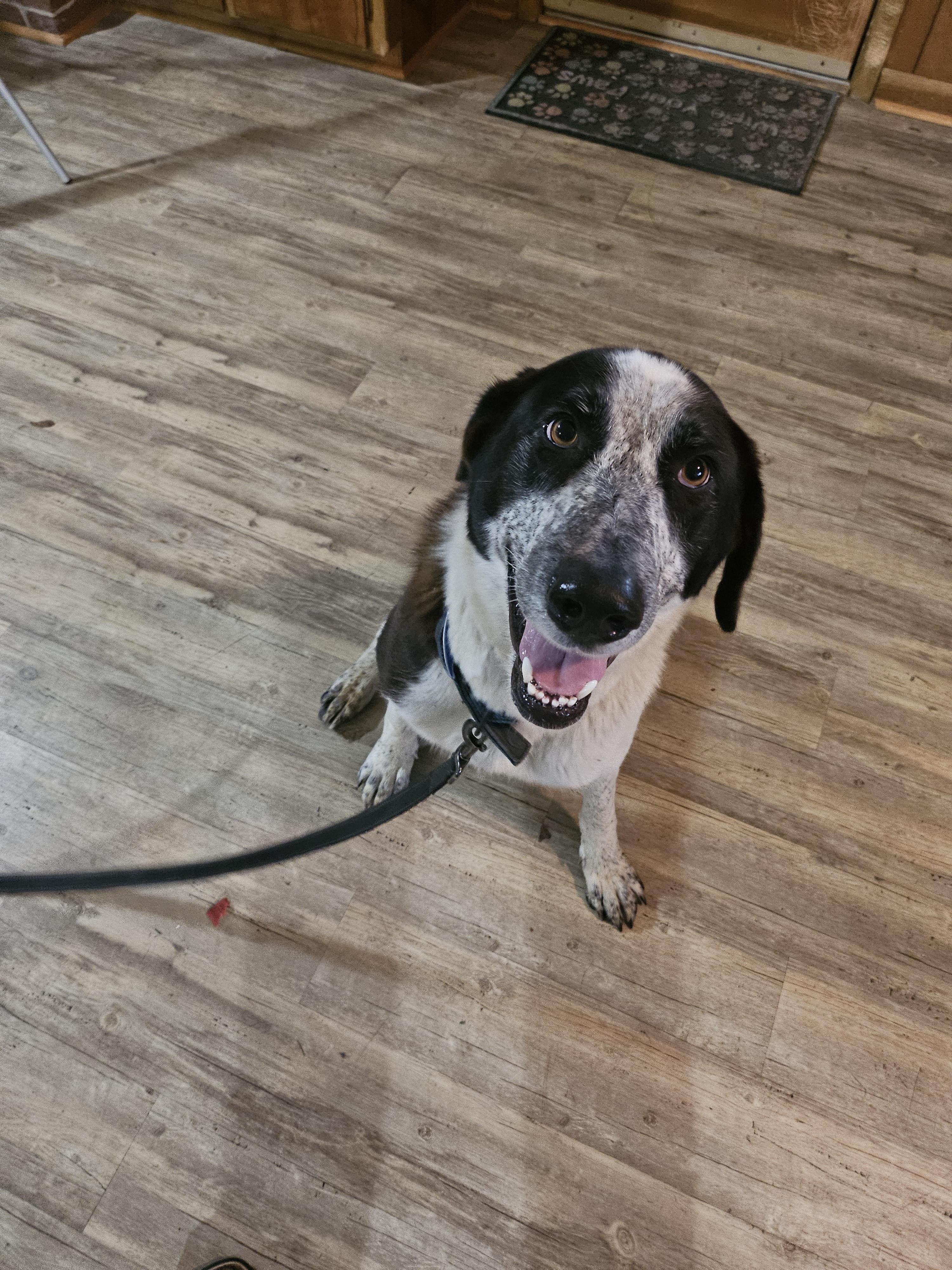 Mindy, a Adopted Shepherd in Lynchburg, TN image 1/6