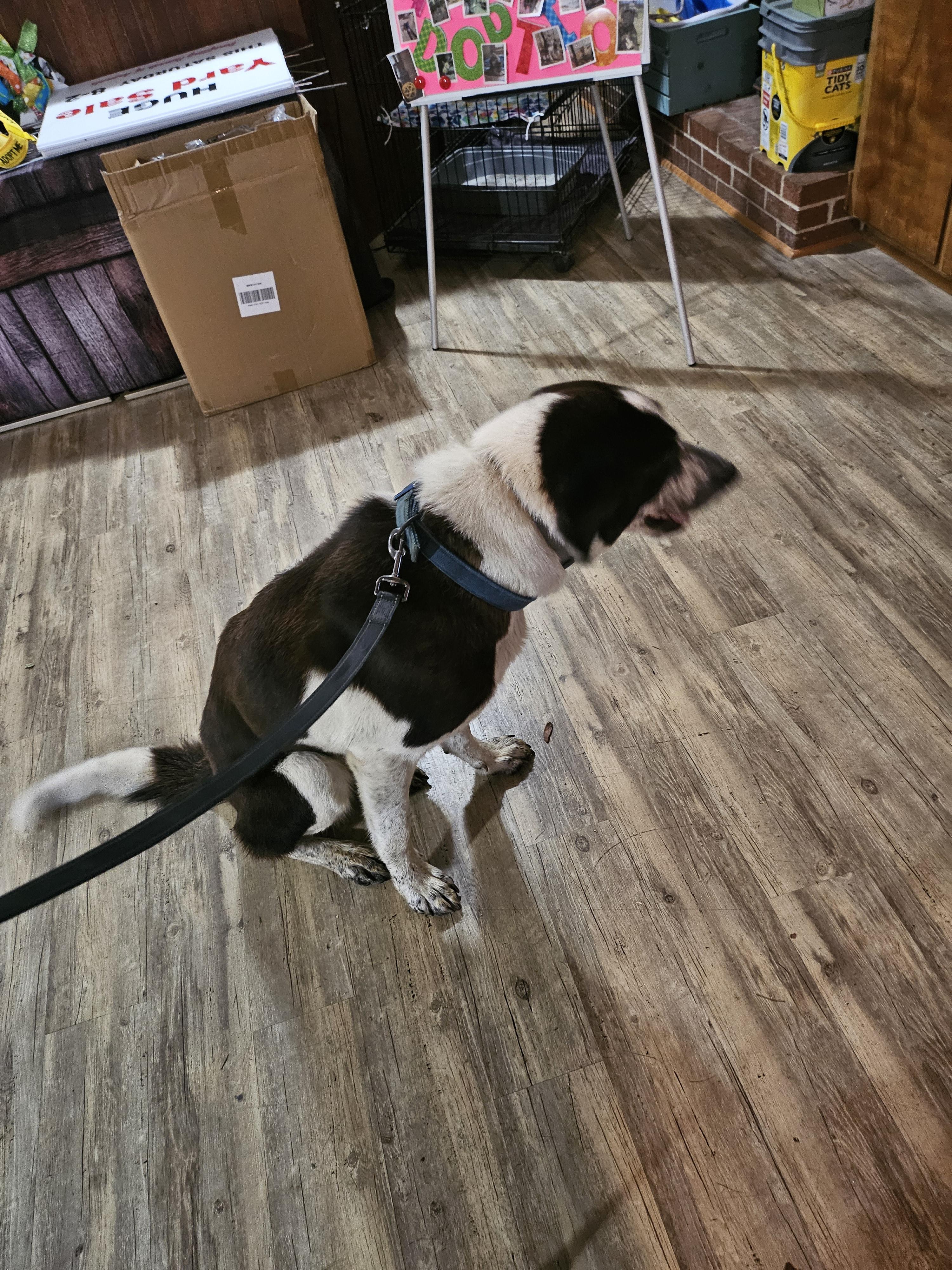 Mindy, a Adopted Shepherd in Lynchburg, TN image 2/6