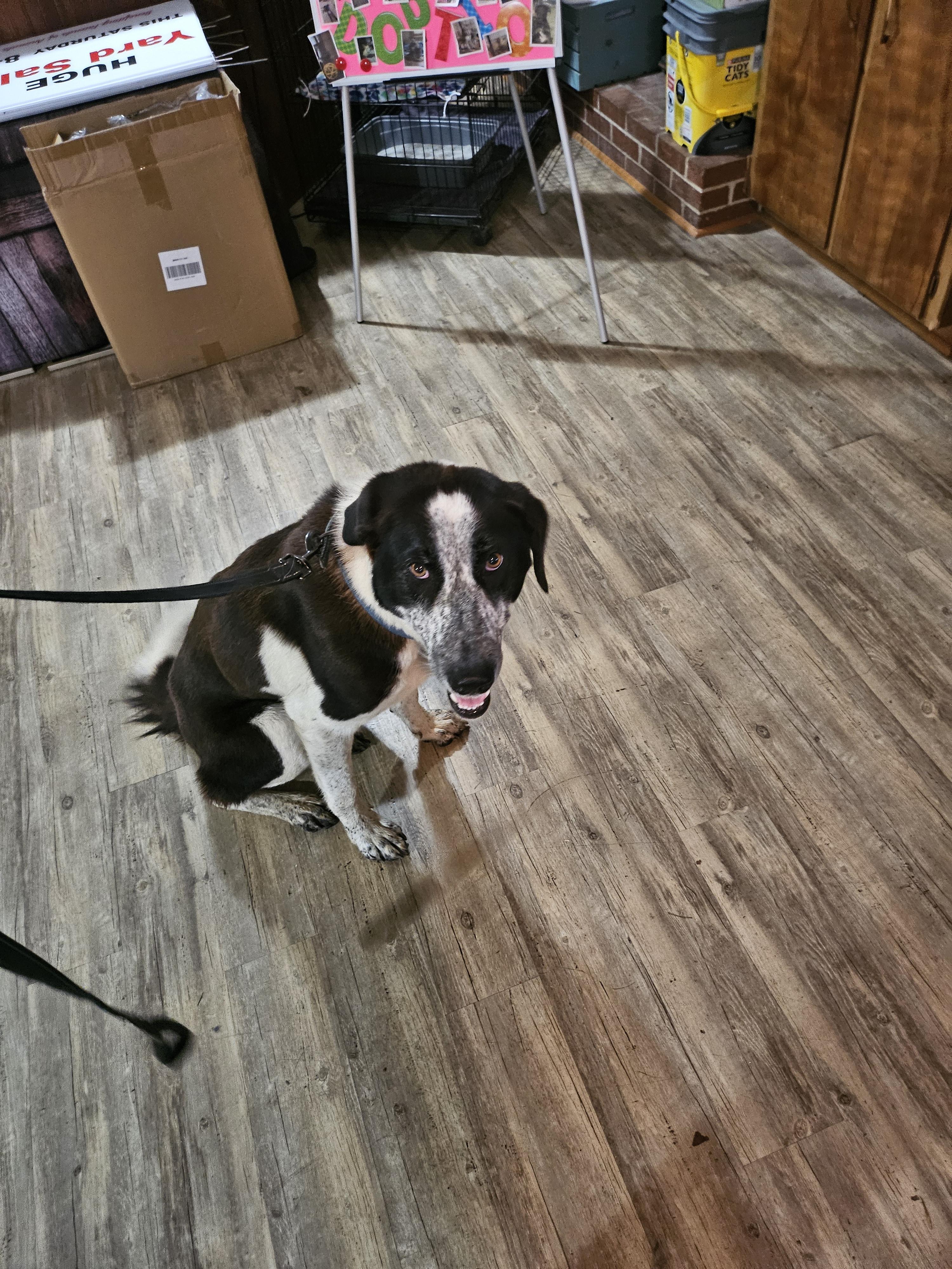 Mindy, a Adopted Shepherd in Lynchburg, TN image 3/6