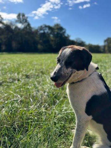 Mindy, a Adopted Shepherd in Lynchburg, TN image 4/6