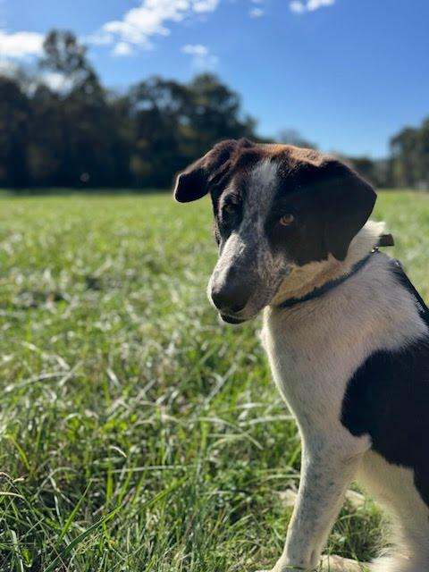 Mindy, a Adopted Shepherd in Lynchburg, TN image 5/6