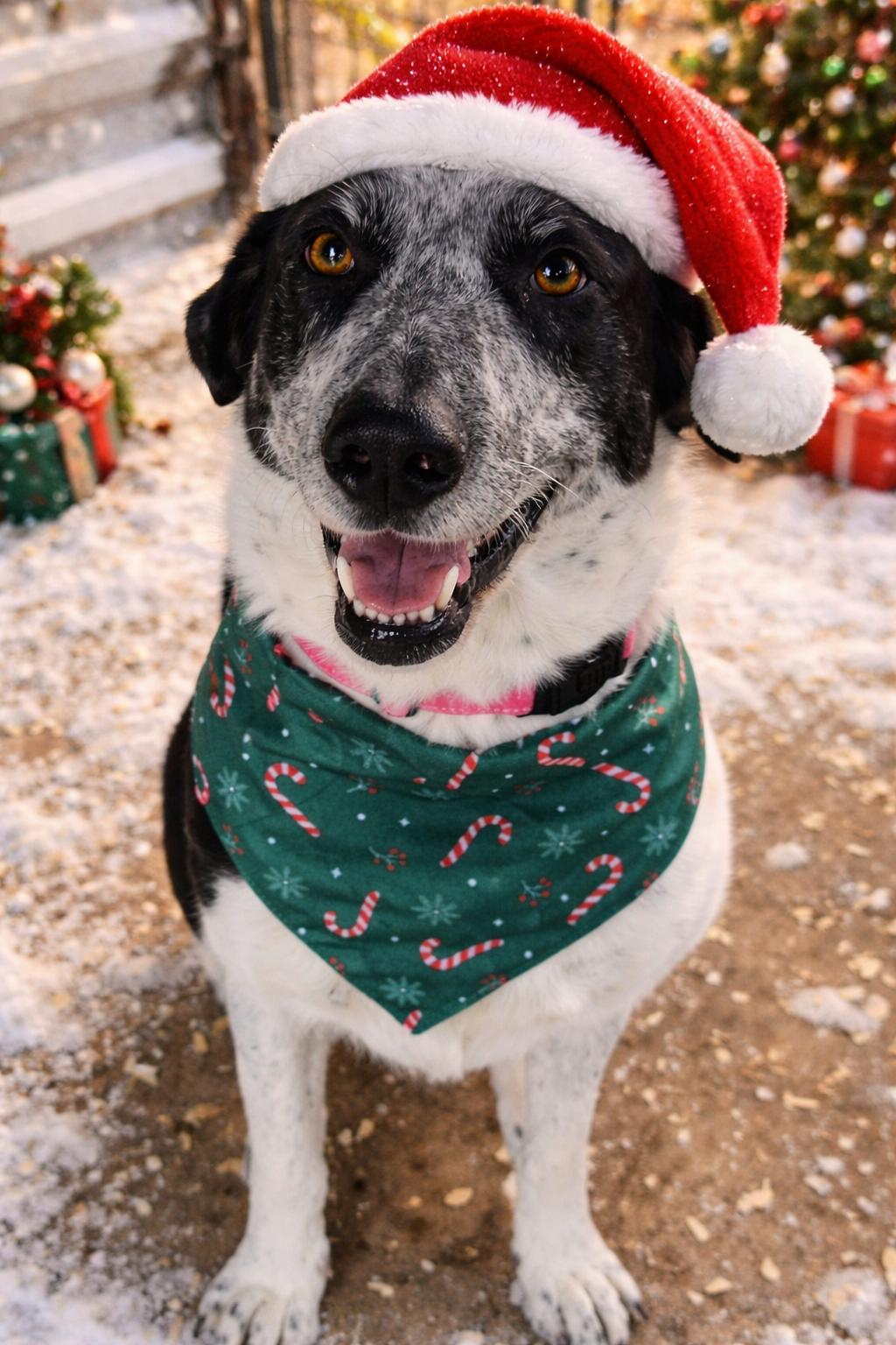 Mindy, a Adopted Shepherd in Lynchburg, TN image 6/6