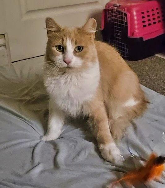 Ash, a Adoptable Domestic Short Hair in Minneapolis, MN image 2/3