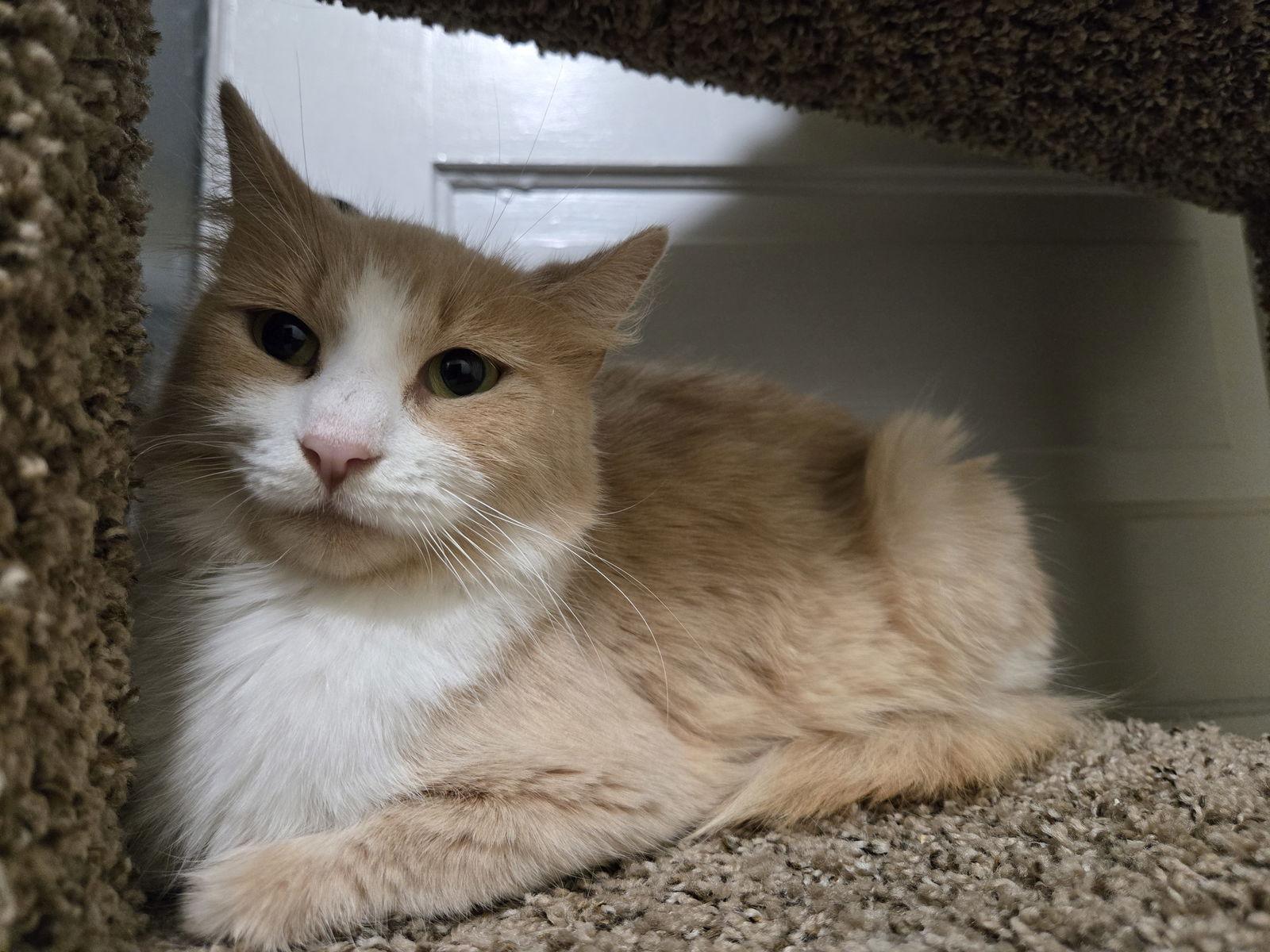 Ash, a Adoptable Domestic Short Hair in Minneapolis, MN image 3/3