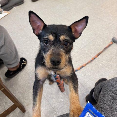 Enlarge Roxy, an adopted mixed breed in Carneys Point, NJ image 5/6