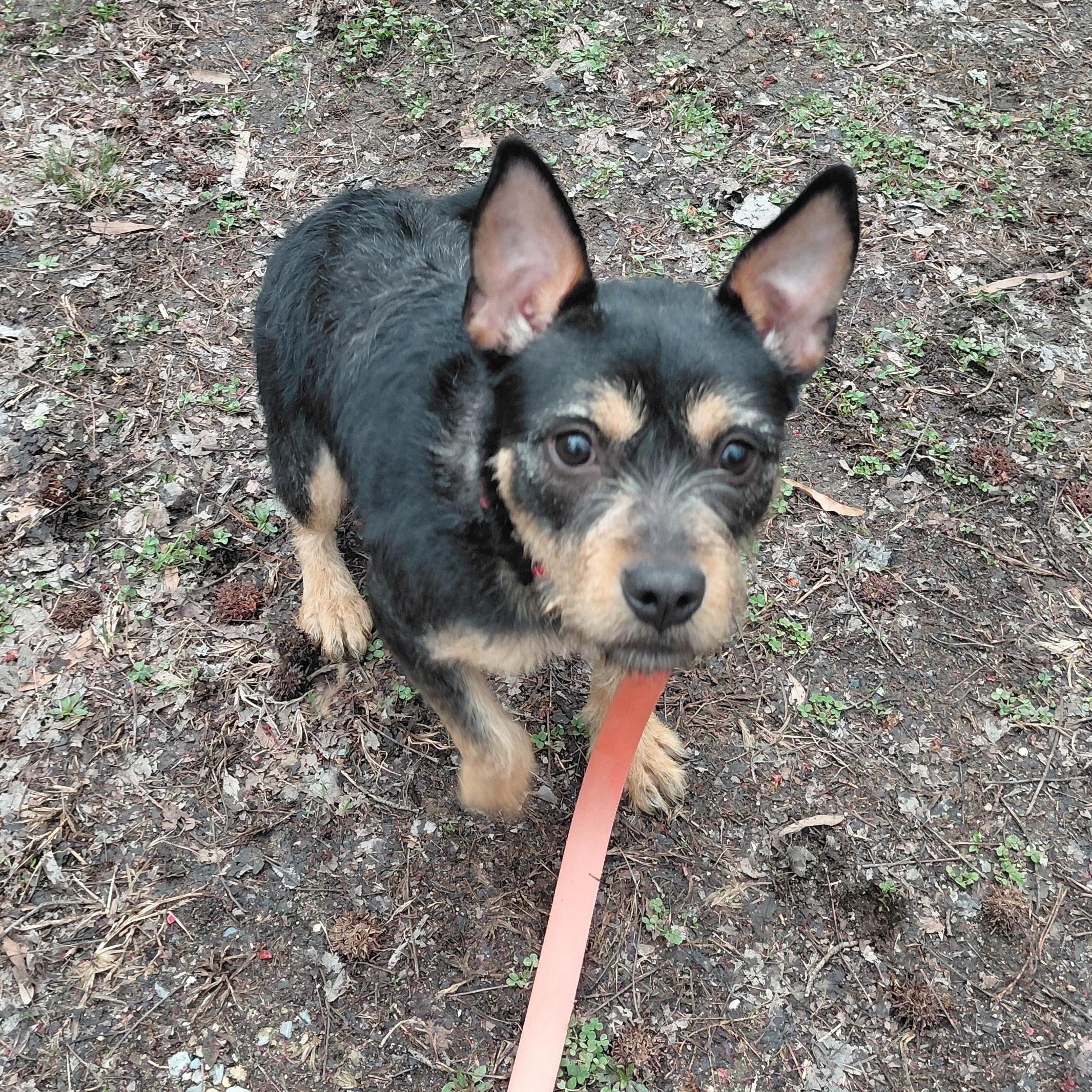 Enlarge Roxy, an adopted mixed breed in Carneys Point, NJ image 4/6