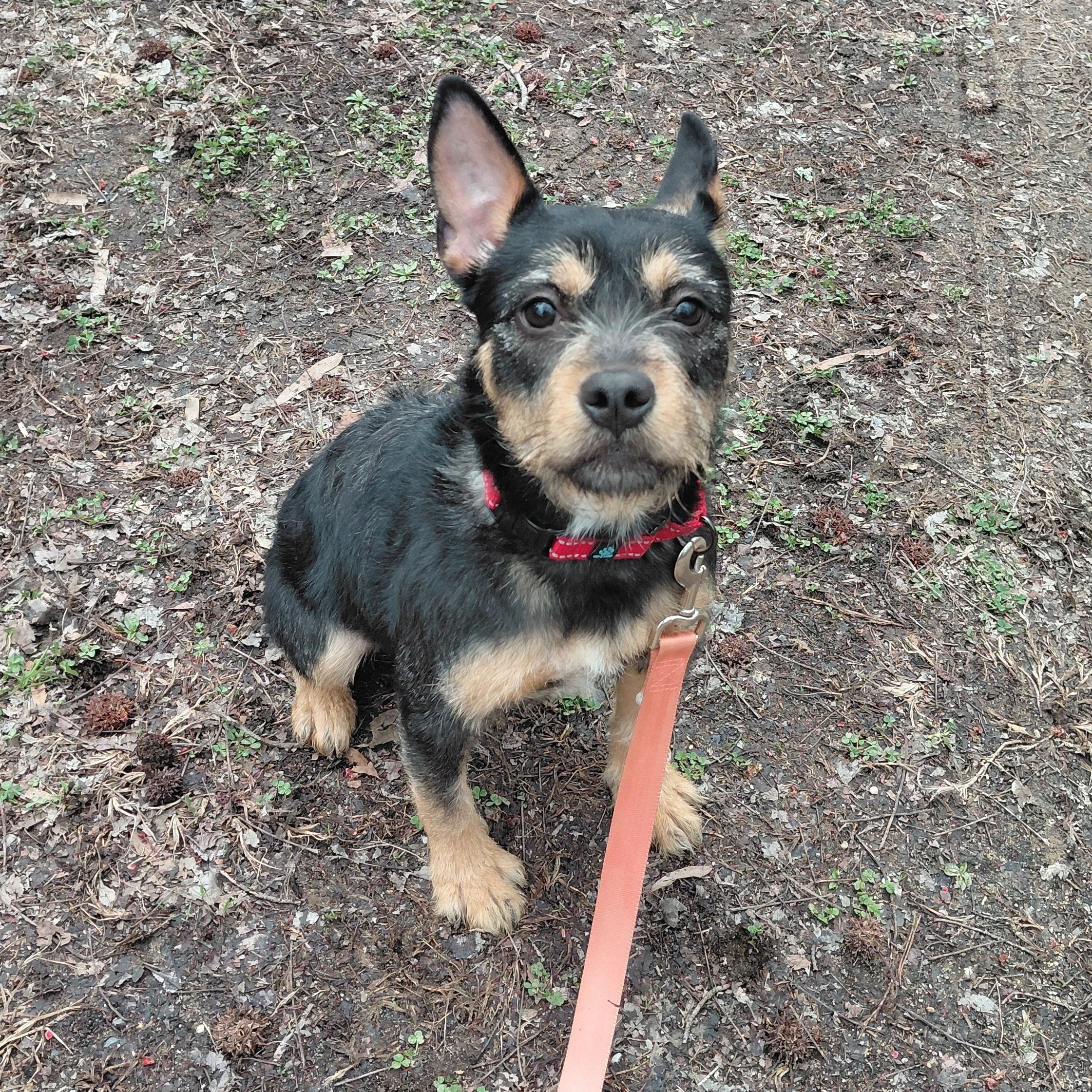 Enlarge Roxy, an adopted mixed breed in Carneys Point, NJ image 6/6