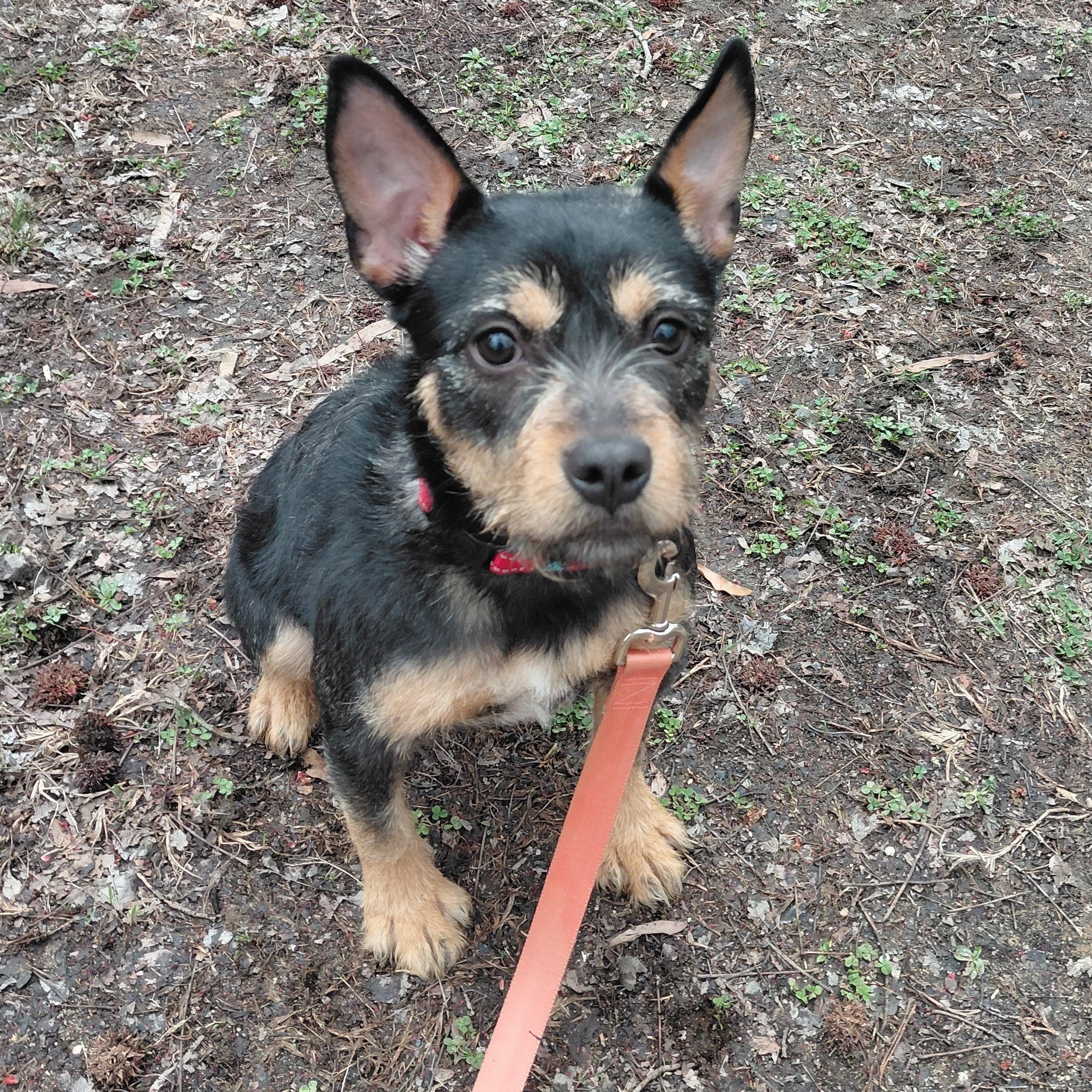Enlarge Roxy, an adopted mixed breed in Carneys Point, NJ image 3/6
