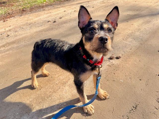 Enlarge Roxy, an adopted mixed breed in Carneys Point, NJ image 1/6