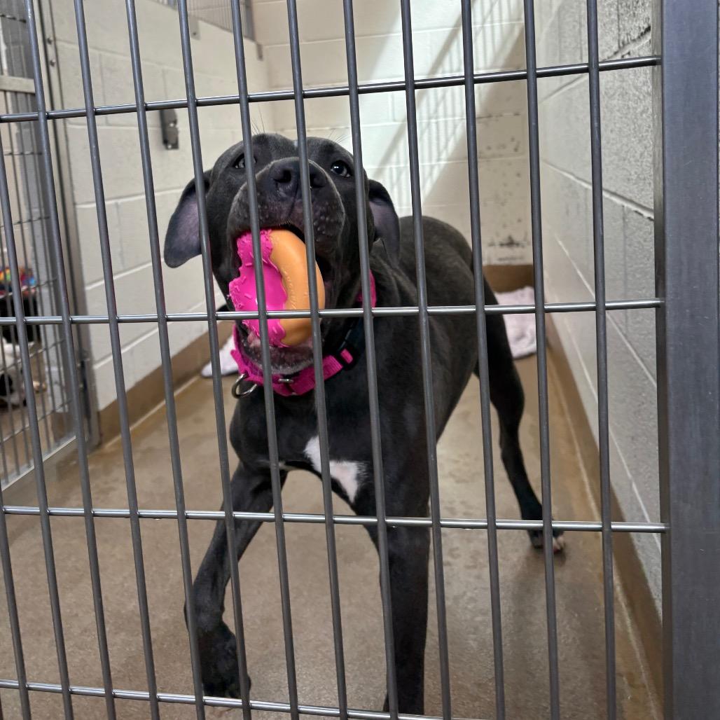 Wanda, Adoptable, Adult Female Mastiff & Mixed Breed.