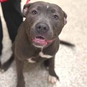 Wanda, a Adoptable mixed breed in Novelty, OH image 2/4