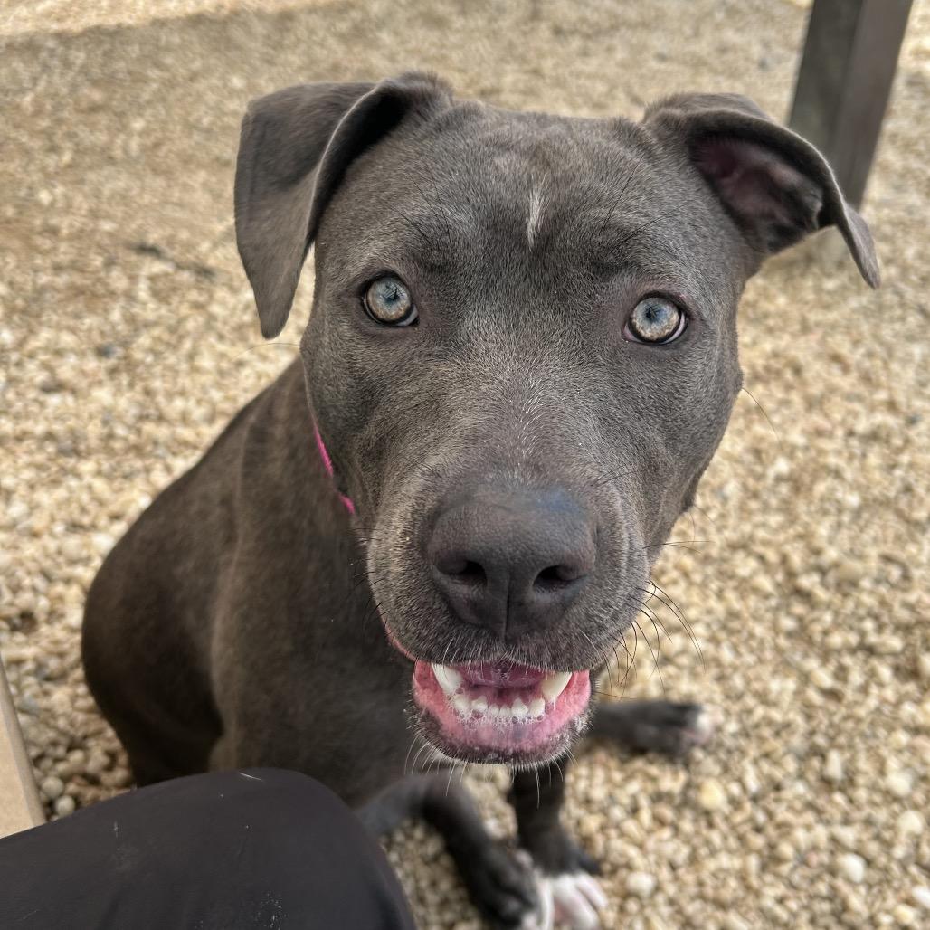 Wanda, a Adoptable mixed breed in Novelty, OH image 3/4