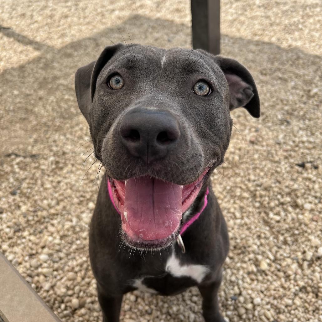 Wanda, a Adoptable mixed breed in Novelty, OH image 4/4