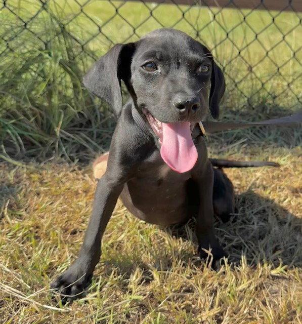 Enlarge Garrett, a Adoptable mixed breed in Tarrytown, GA image 1/3