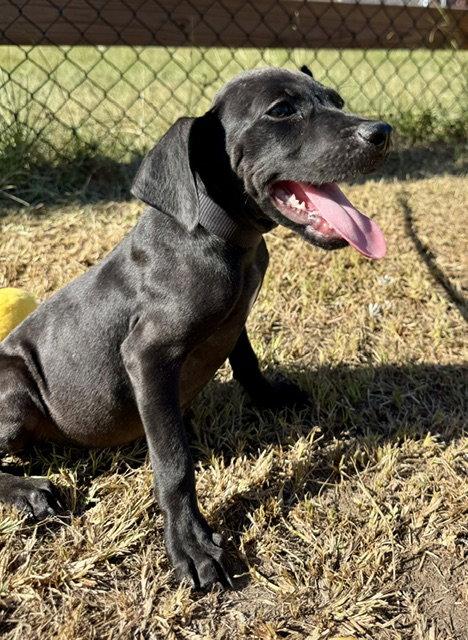 Enlarge Garrett, a Adoptable mixed breed in Tarrytown, GA image 2/3
