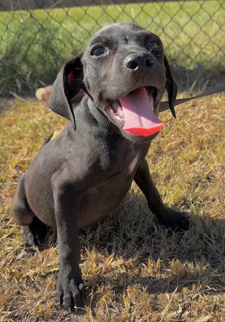 Enlarge Garrett, a Adoptable mixed breed in Tarrytown, GA image 3/3