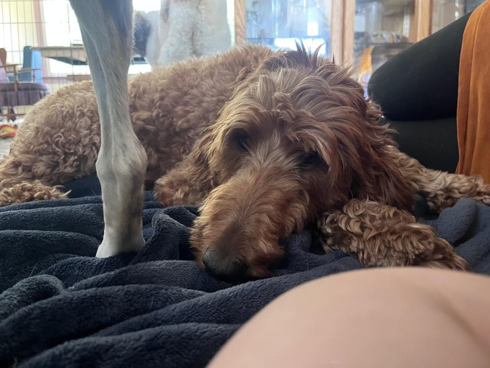 Enlarge Sunny D (26-108 D), a Adoptable mixed breed in Lansing, MI image 1/6