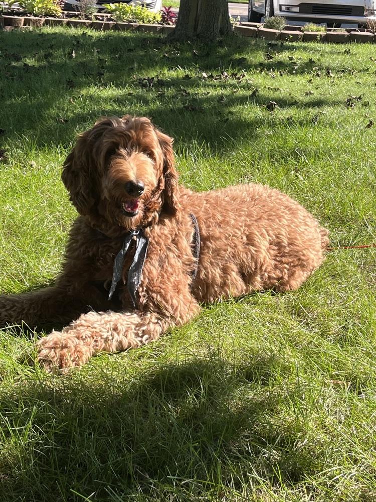 Enlarge Sunny D (26-108 D), a Adoptable mixed breed in Lansing, MI image 2/6