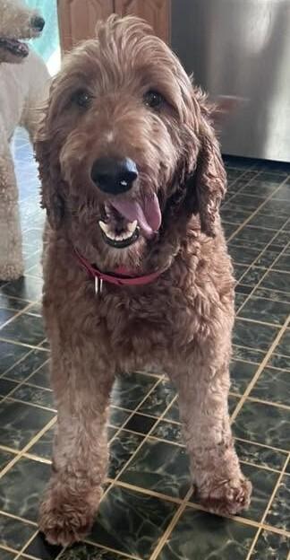 Enlarge Sunny D (26-108 D), a Adoptable mixed breed in Lansing, MI image 3/6