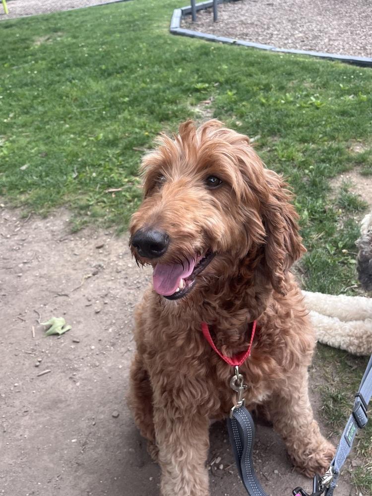 Enlarge Sunny D (26-108 D), a Adoptable mixed breed in Lansing, MI image 4/6