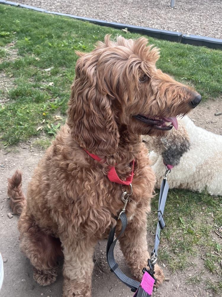 Enlarge Sunny D (26-108 D), a Adoptable mixed breed in Lansing, MI image 5/6