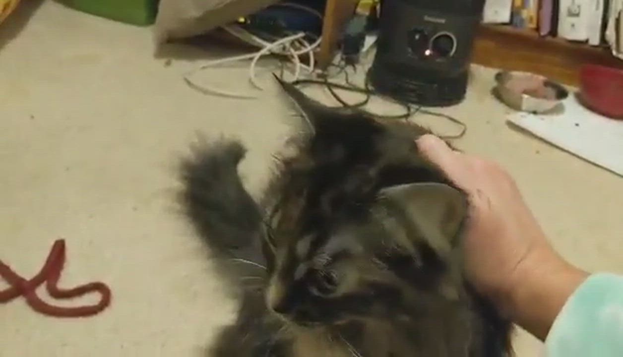 Enlarge Chloe, a Adopted Domestic Long Hair in Rochester, NY video 1/4