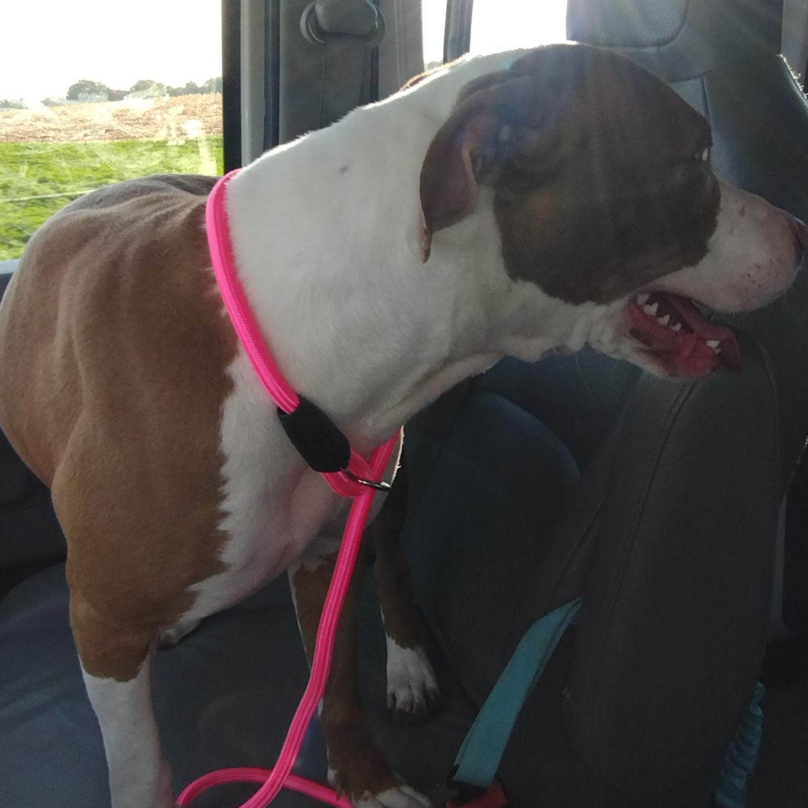 Enlarge Maggie, a Adoptable mixed breed in Petersburg, IL image 4/6