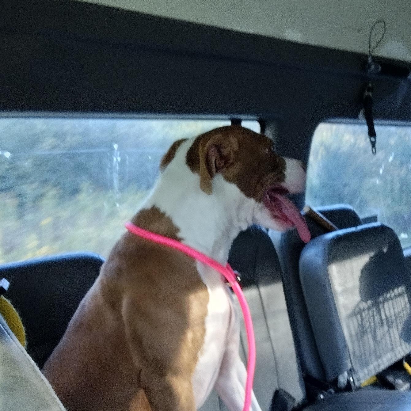 Enlarge Maggie, a Adoptable mixed breed in Petersburg, IL image 6/6