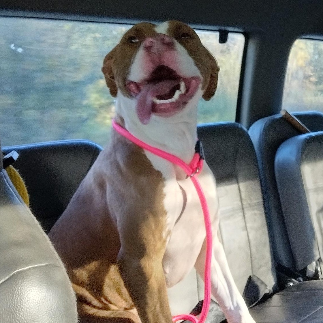 Enlarge Maggie, a Adoptable mixed breed in Petersburg, IL image 2/6