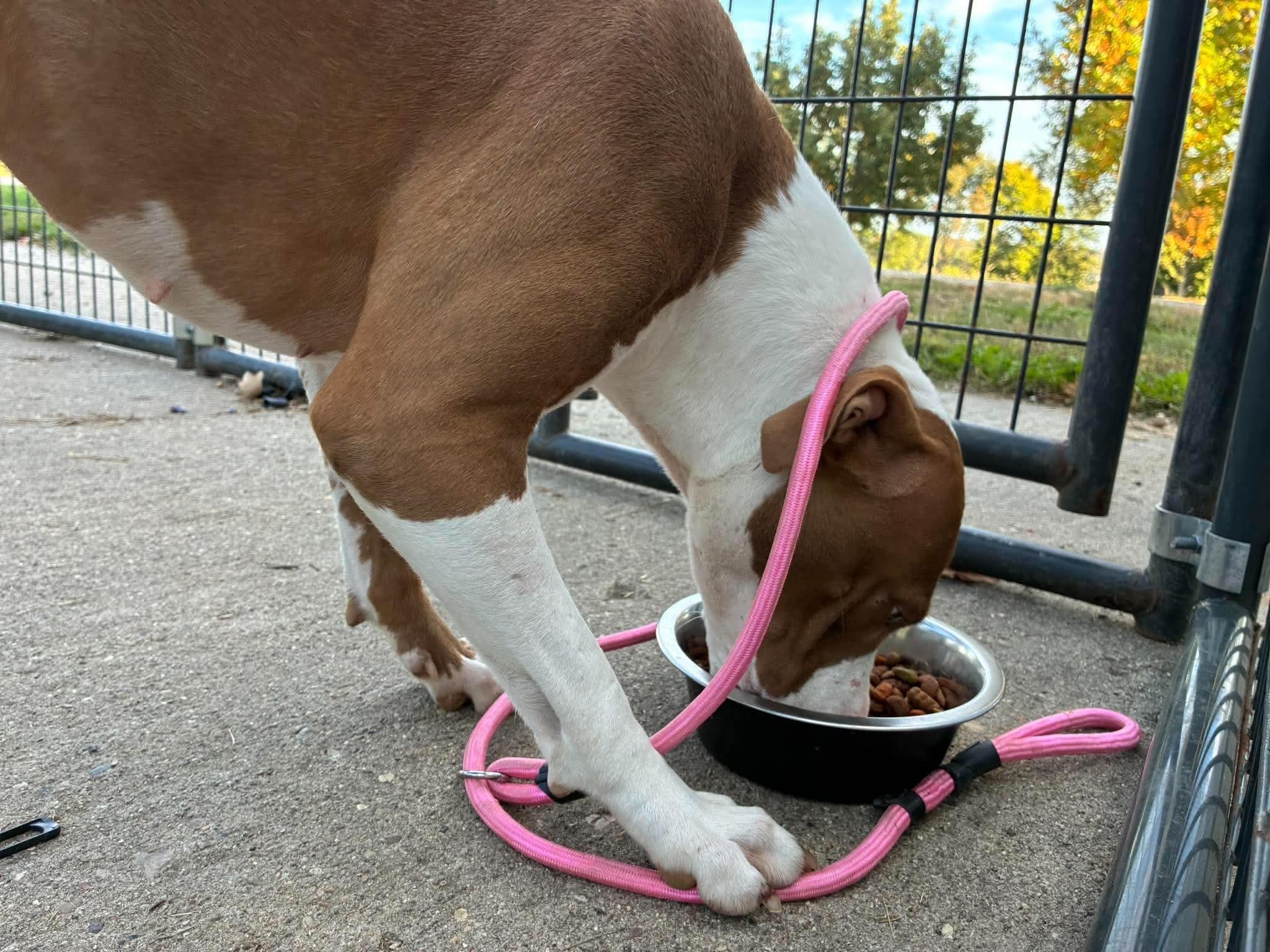 Enlarge Maggie, a Adoptable mixed breed in Petersburg, IL image 5/6