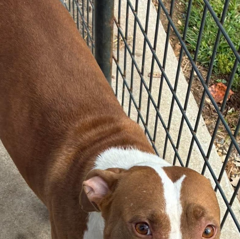 Maggie, Adoptable, Puppy Female American Staffordshire Terrier.