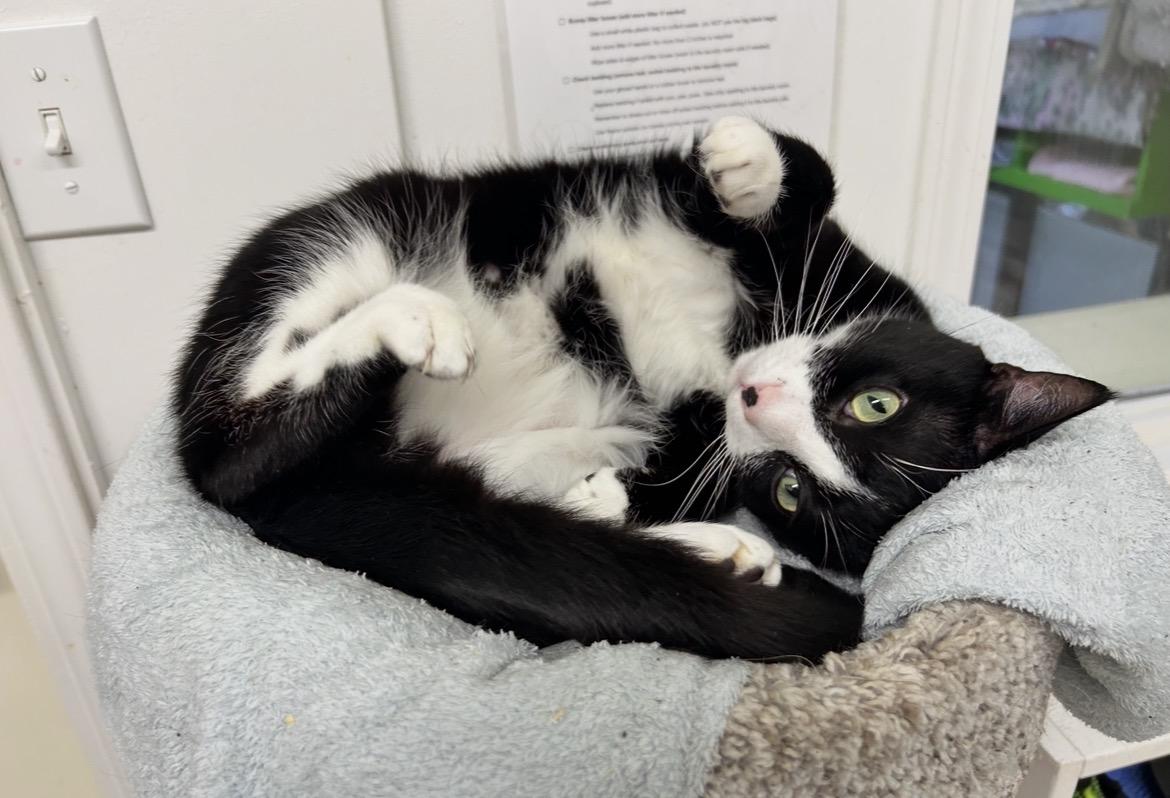 Munson, Adoptable, Adult Male Domestic Short Hair.