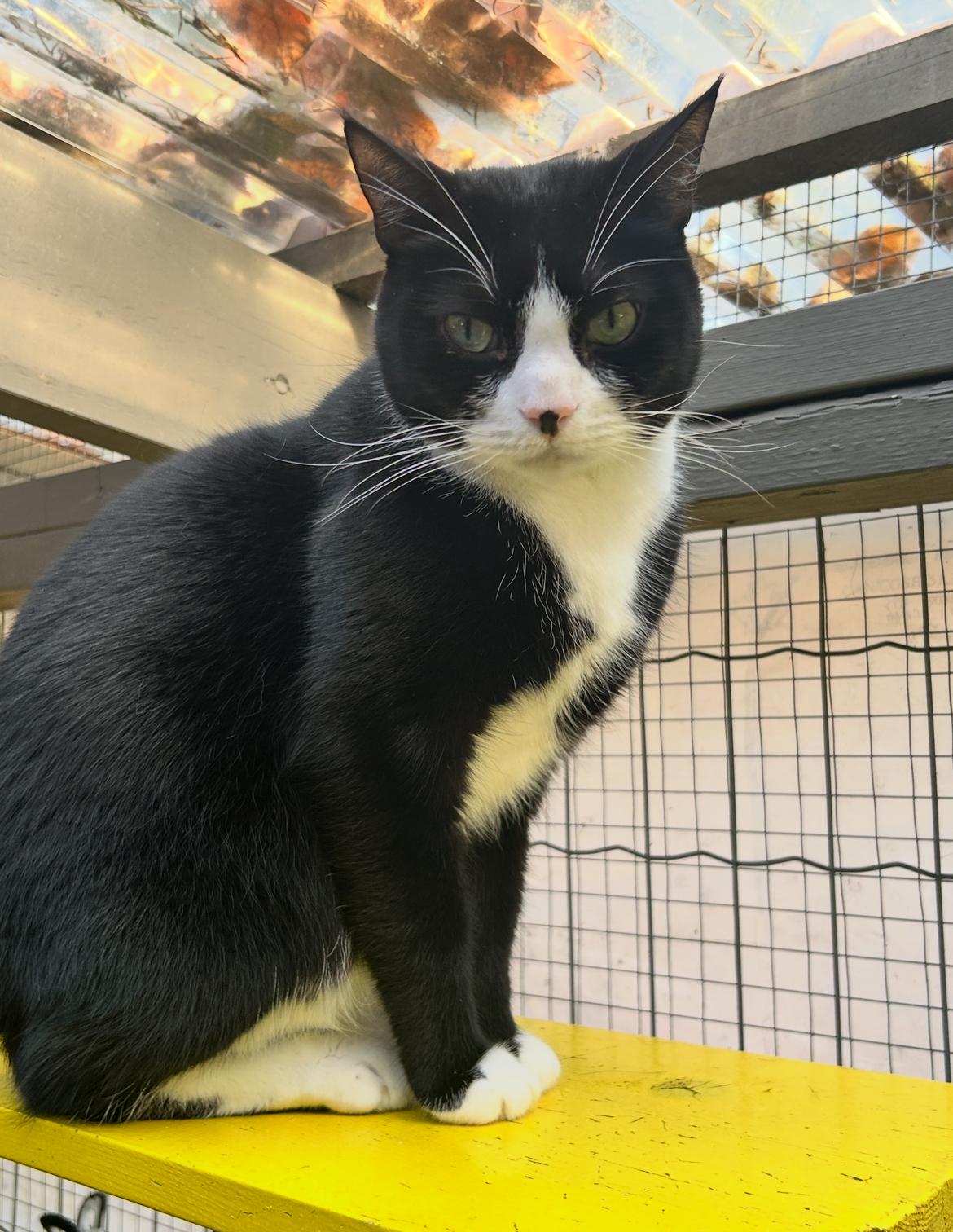 Enlarge Munson, a Adoptable Domestic Short Hair in Maple Ridge, BC image 3/5