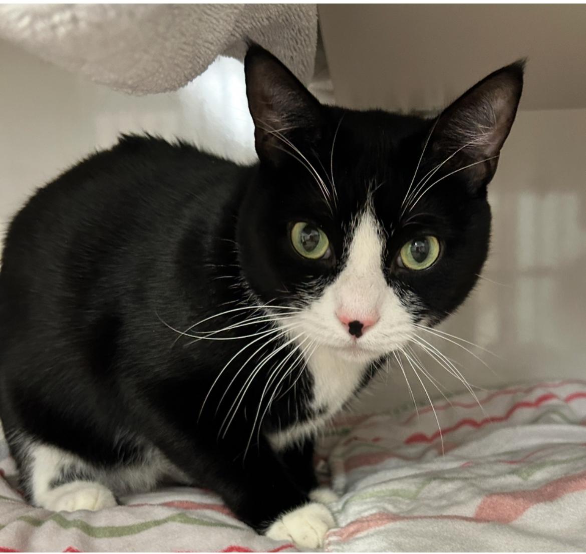 Enlarge Munson, a Adoptable Domestic Short Hair in Maple Ridge, BC image 4/5