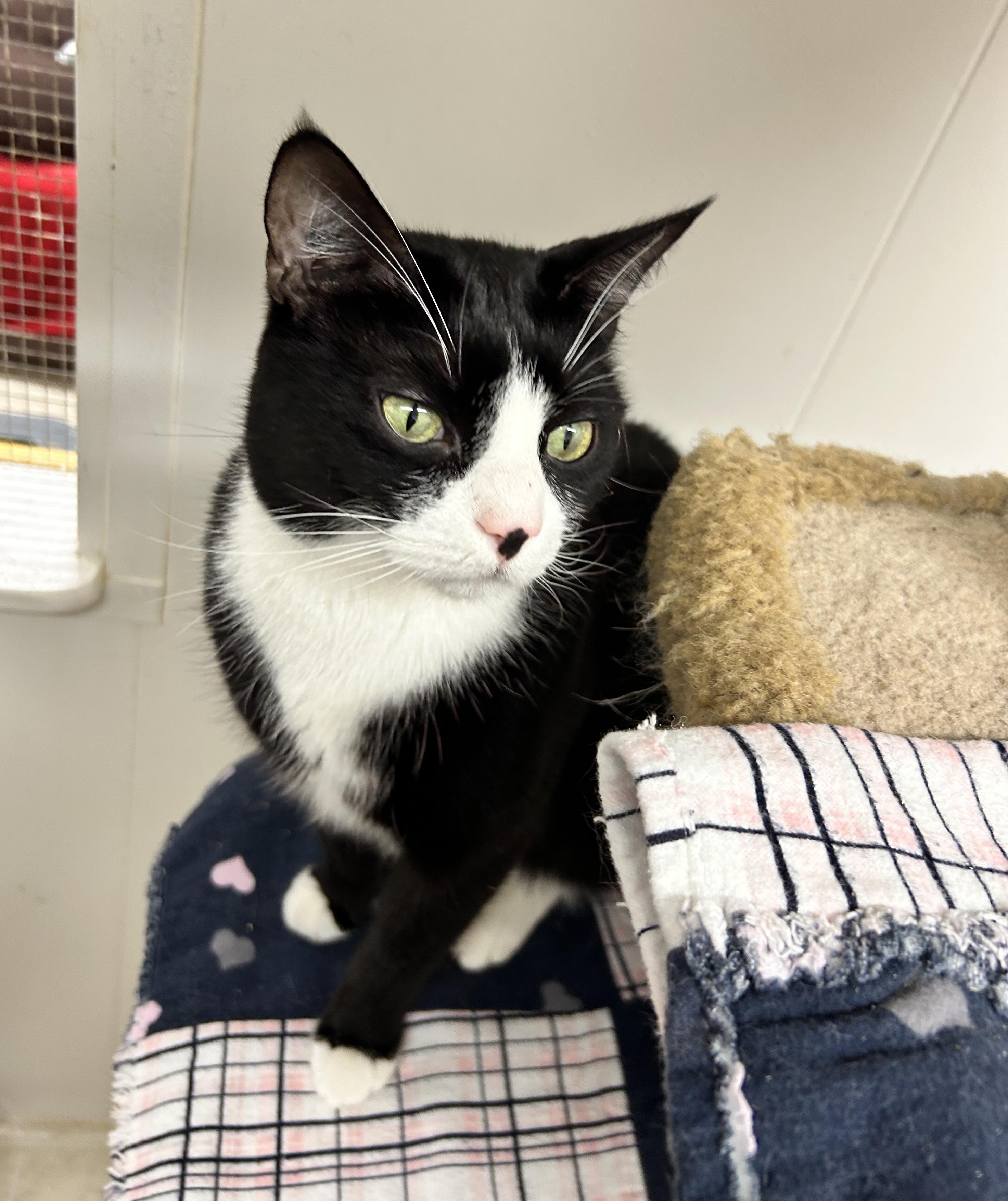 Enlarge Munson, a Adoptable Domestic Short Hair in Maple Ridge, BC image 1/5