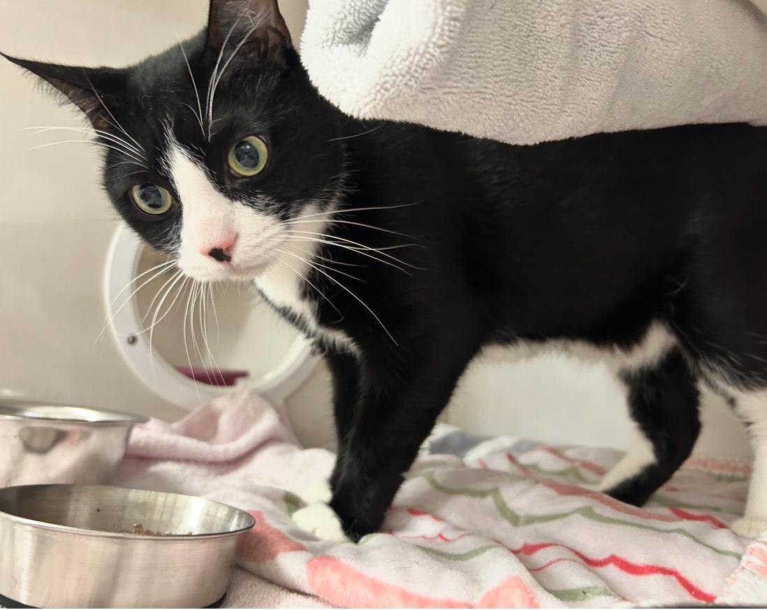 Enlarge Munson, a Adoptable Domestic Short Hair in Maple Ridge, BC image 5/5