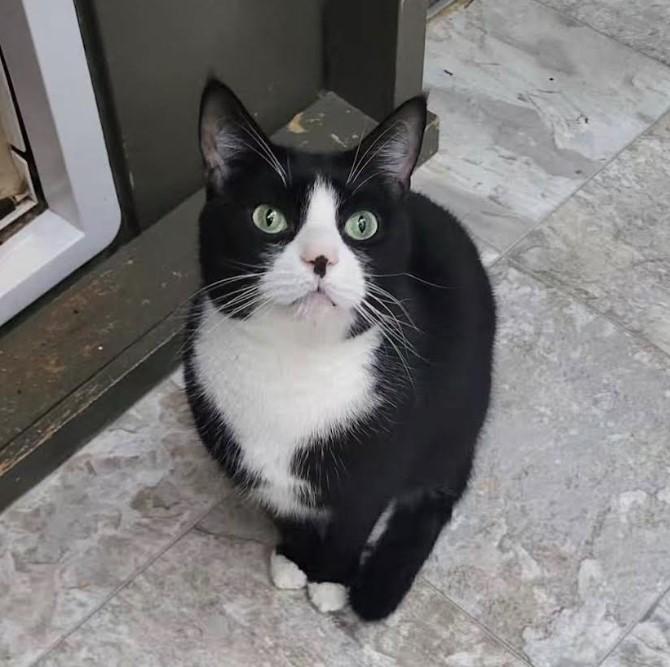 Enlarge Munson, a Adoptable Domestic Short Hair in Maple Ridge, BC image 2/5