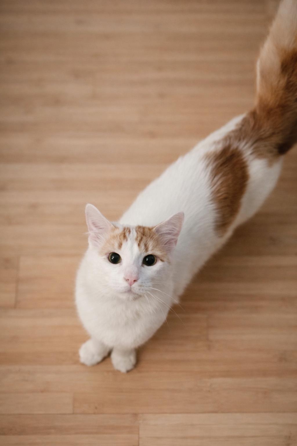 Gideon + Colin, a ADOPTABLE Domestic Short Hair in Staten Island , NY image 3/6