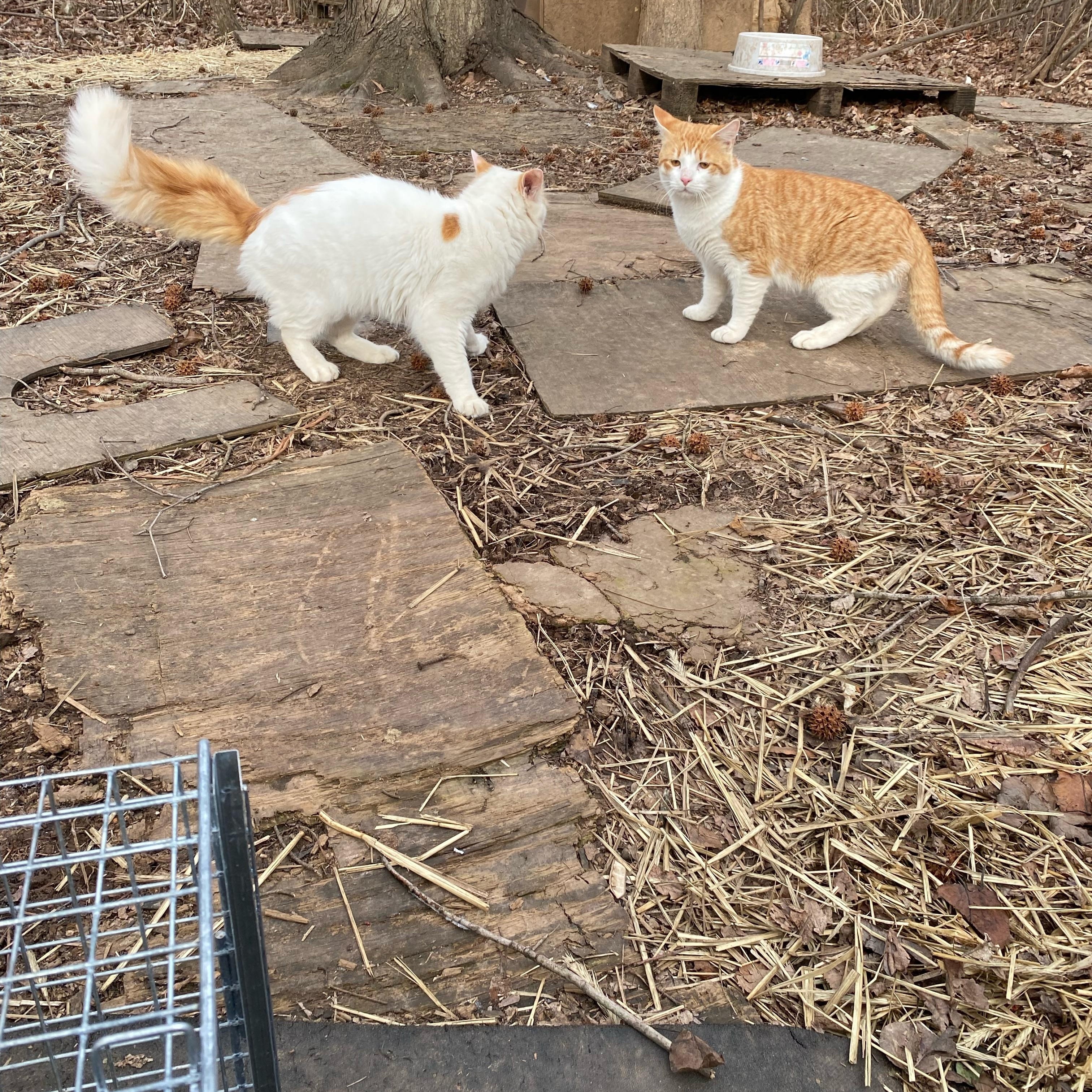Gideon + Colin, a ADOPTABLE Domestic Short Hair in Staten Island , NY image 4/6