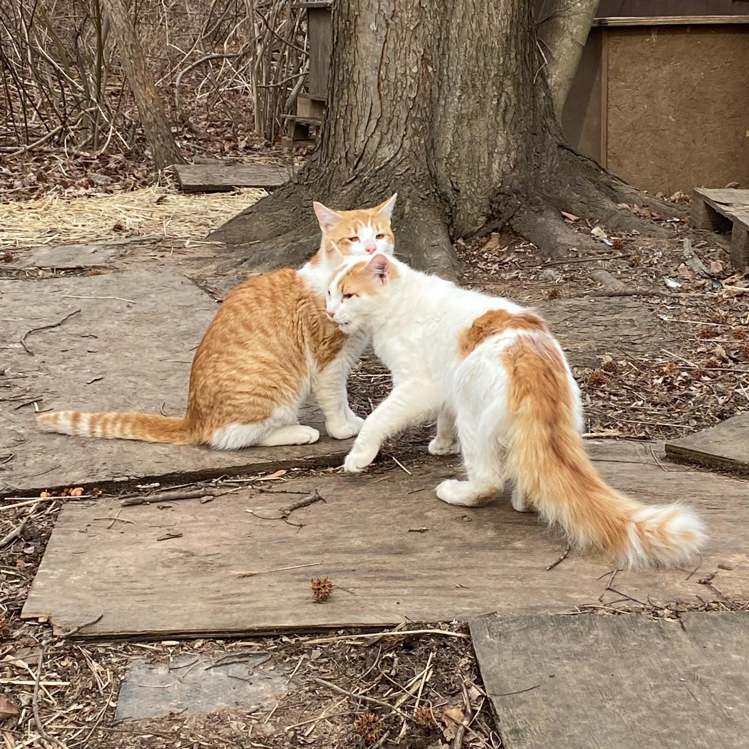 Gideon + Colin, a ADOPTABLE Domestic Short Hair in Staten Island , NY image 6/6