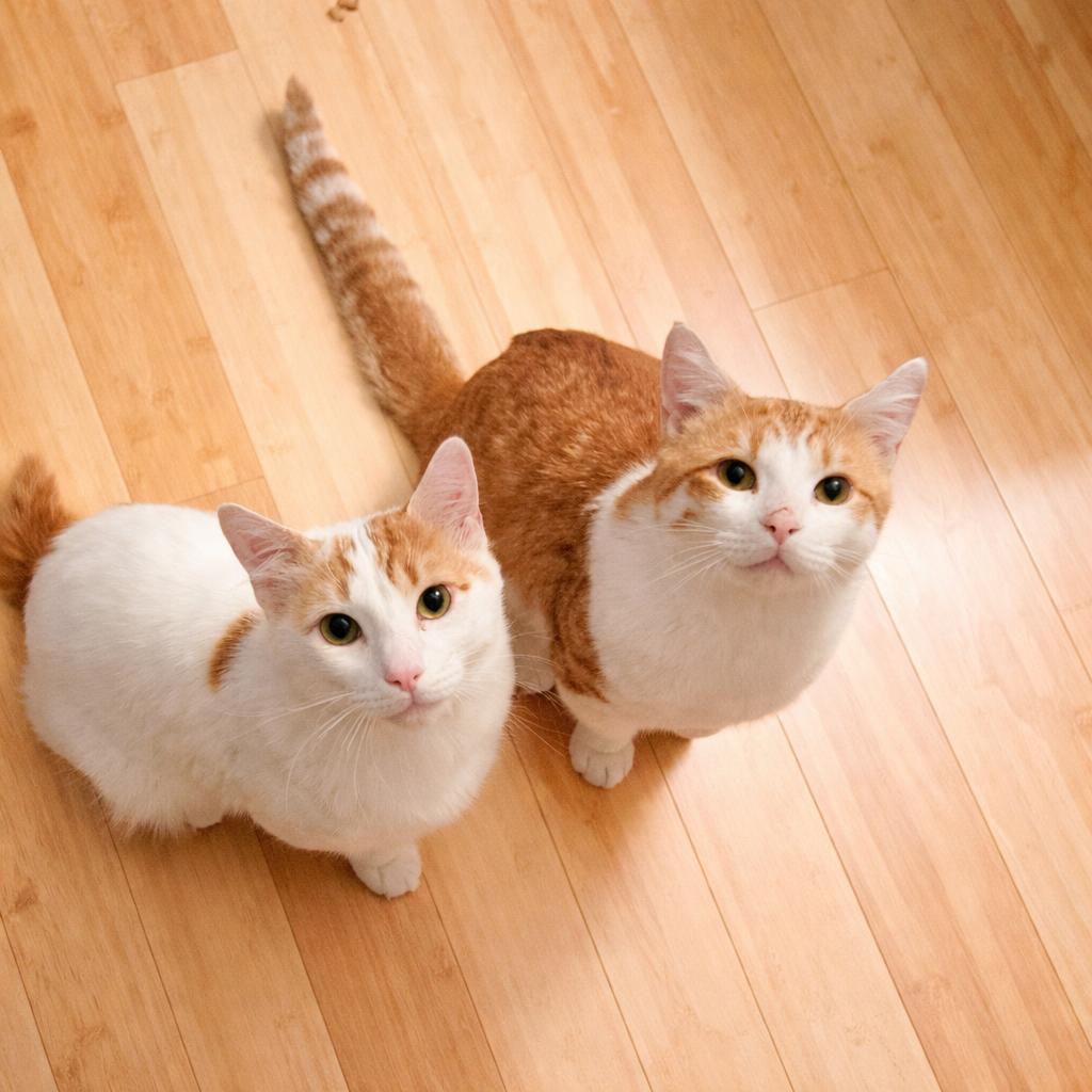 Gideon + Colin, ADOPTABLE, Adult Male Domestic Short Hair.