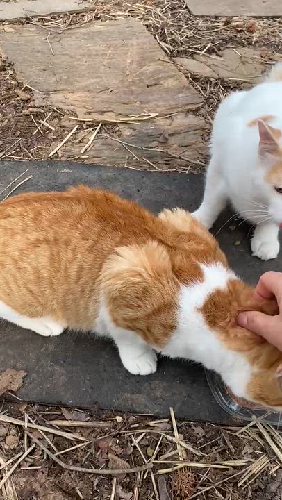 Enlarge Gideon + Colin, a ADOPTABLE Domestic Short Hair in Staten Island , NY video 5/6