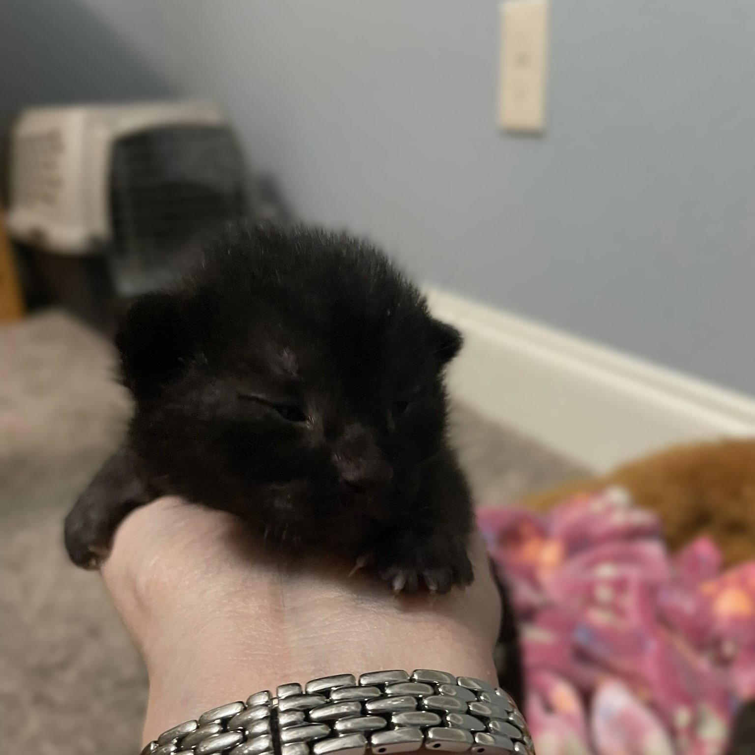 Zeke, Adoptable, Kitten Male Domestic Medium Hair.