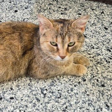 Chanel No.5, Adoptable, Adult Female Domestic Short Hair.