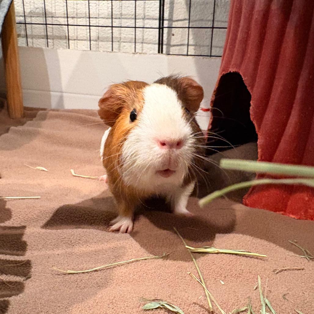 Lafayette, Adoptable, Young Male Guinea Pig.