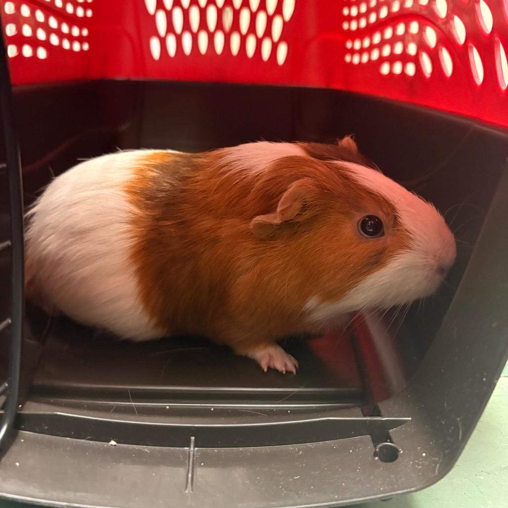 Enlarge Lafayette, a Adoptable Guinea Pig in South Burlington, VT image 2/4