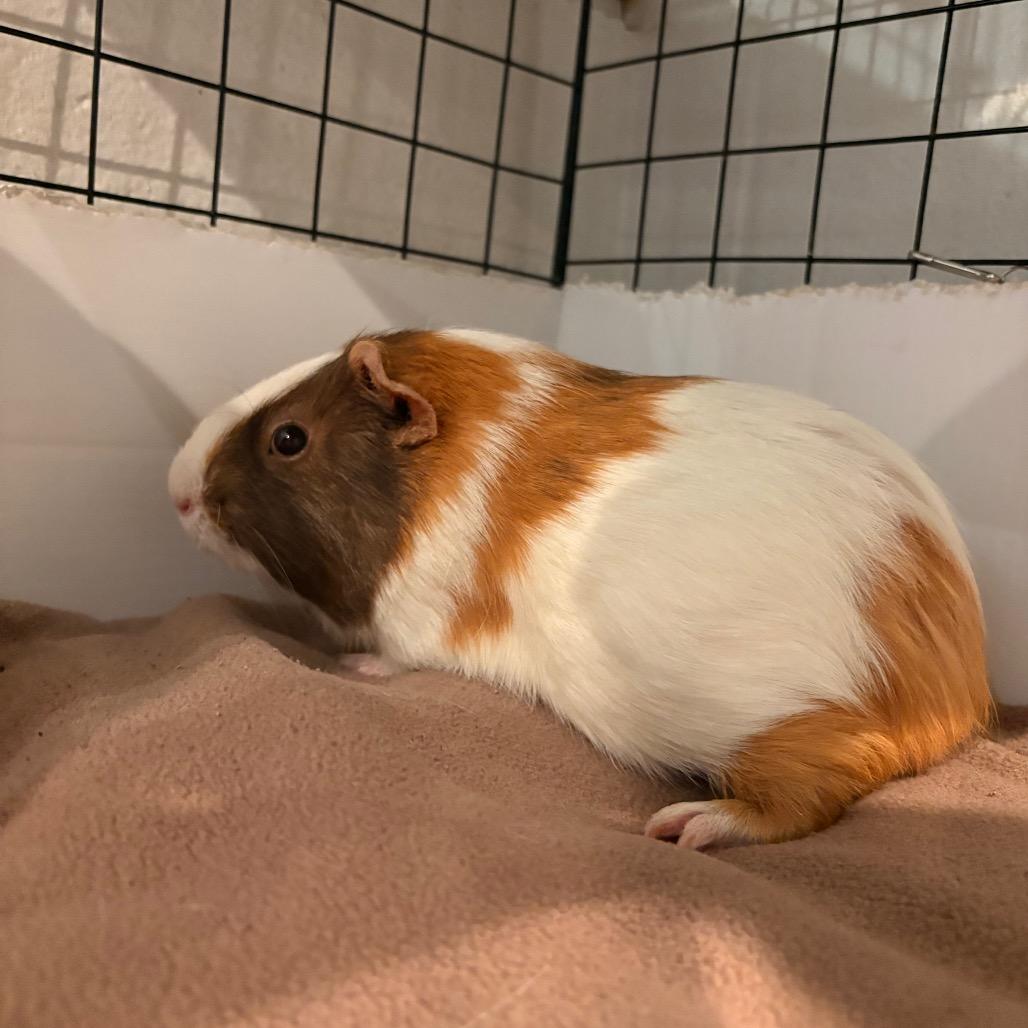 Enlarge Lafayette, a Adoptable Guinea Pig in South Burlington, VT image 3/4