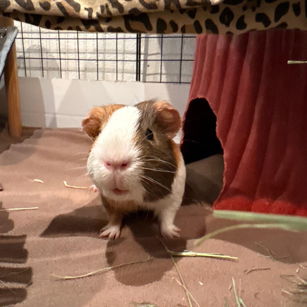 Enlarge Lafayette, a Adoptable Guinea Pig in South Burlington, VT image 4/4